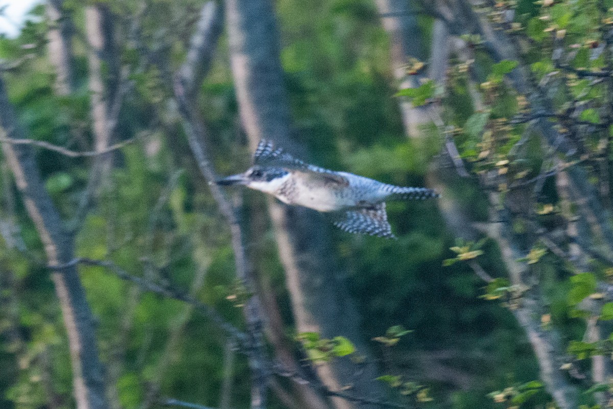 Crested Kingfisher - ML642473996
