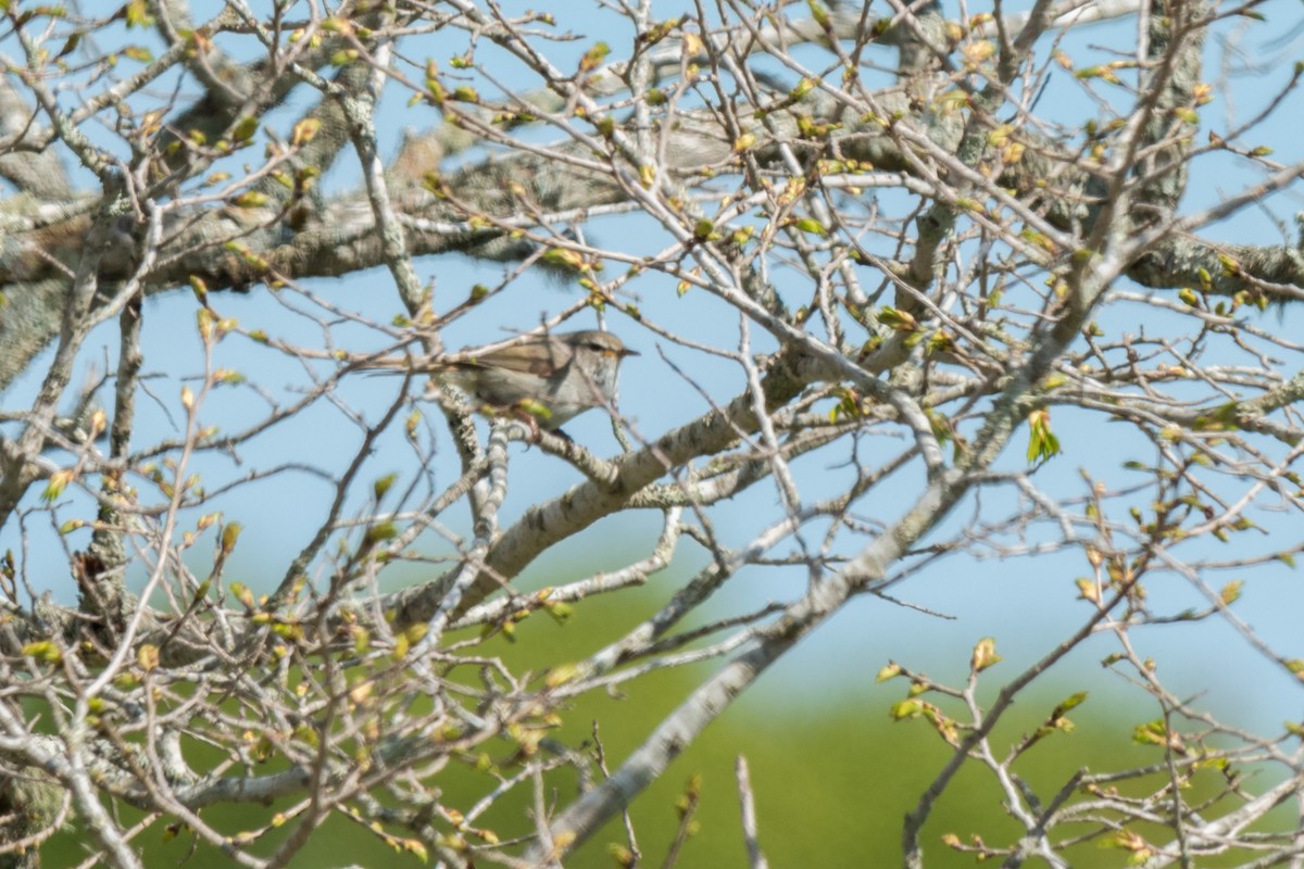 Japanese Bush Warbler - ML642473999