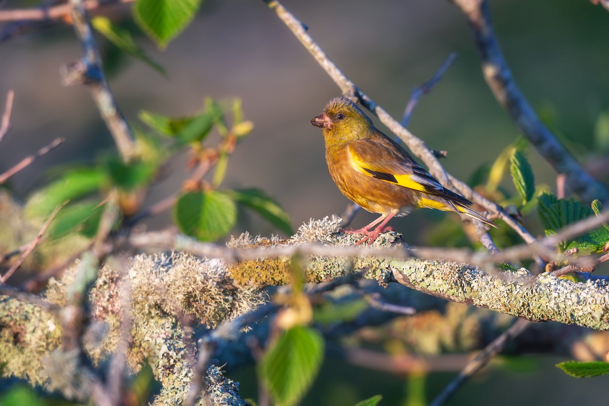 Oriental Greenfinch - ML642474009