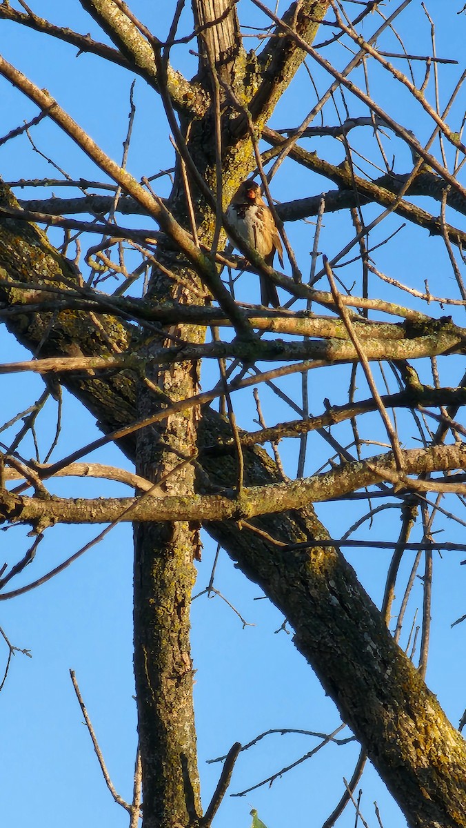 Harris's Sparrow - ML642474010