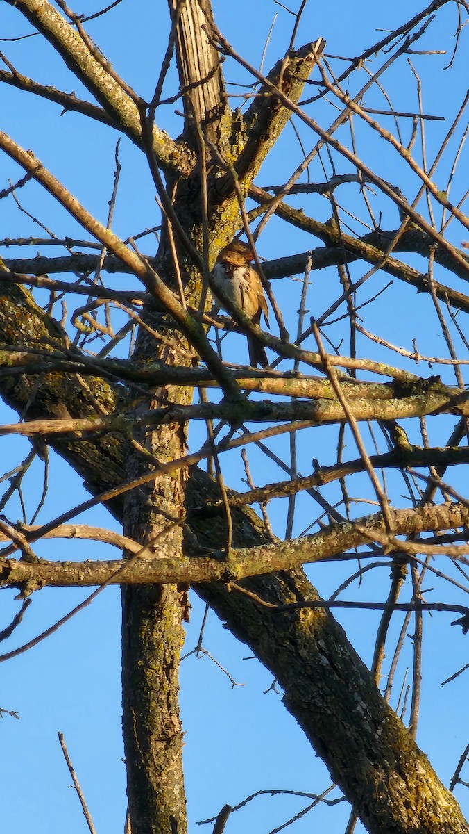 Harris's Sparrow - ML642474012