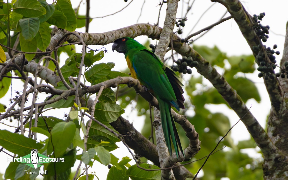 Masked Shining-Parrot - ML642474015