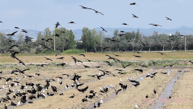Glossy Ibis - ML642474016
