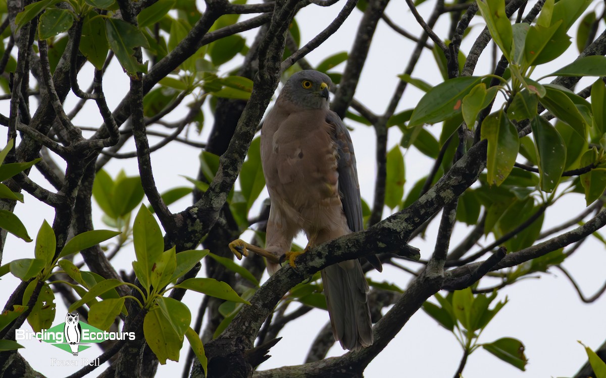 Fiji Goshawk - ML642474025