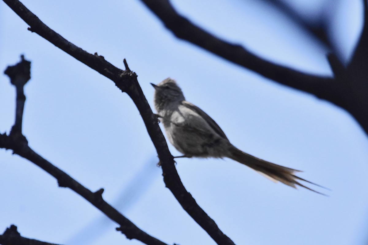 Tufted Tit-Spinetail - ML642474026
