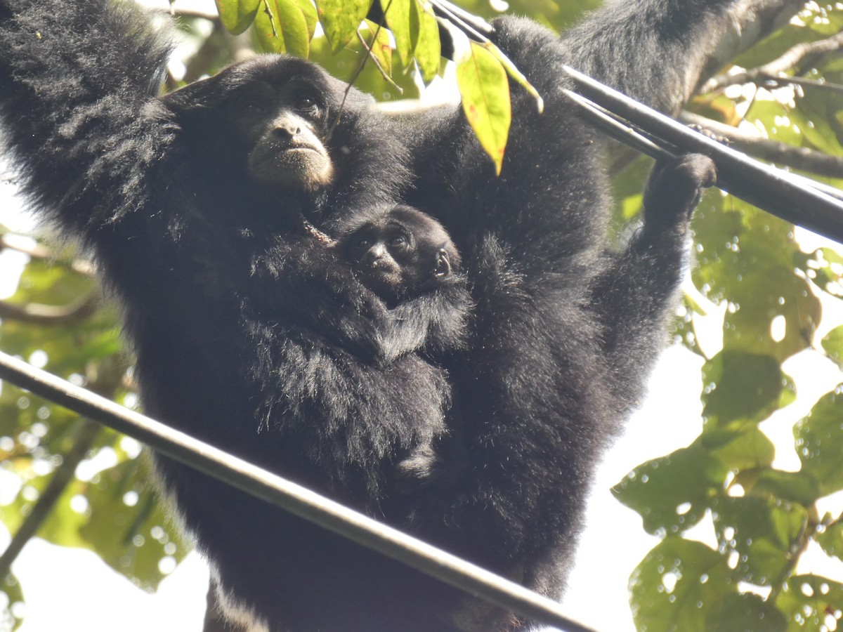 Animals - ML642474041