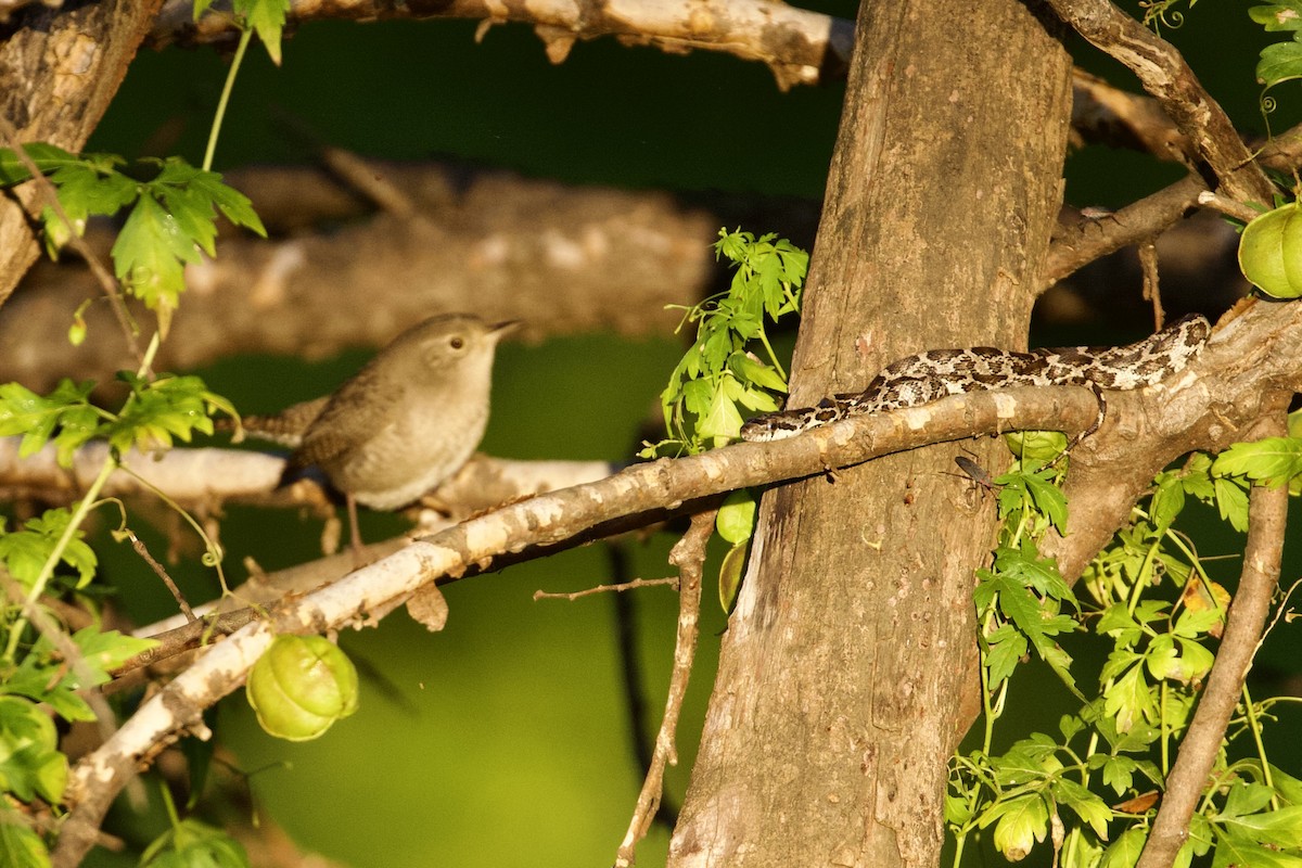 Northern House Wren - ML642474053