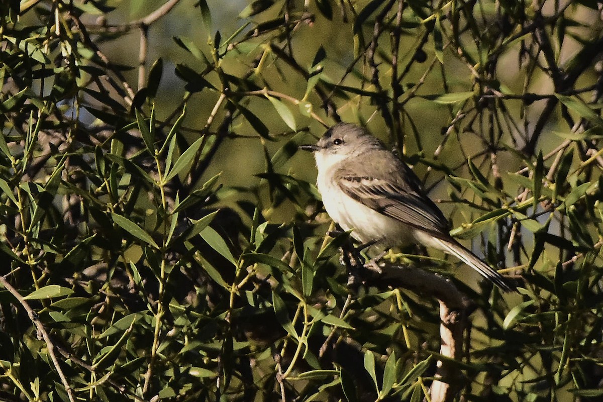 Suiriri Flycatcher - ML642474064
