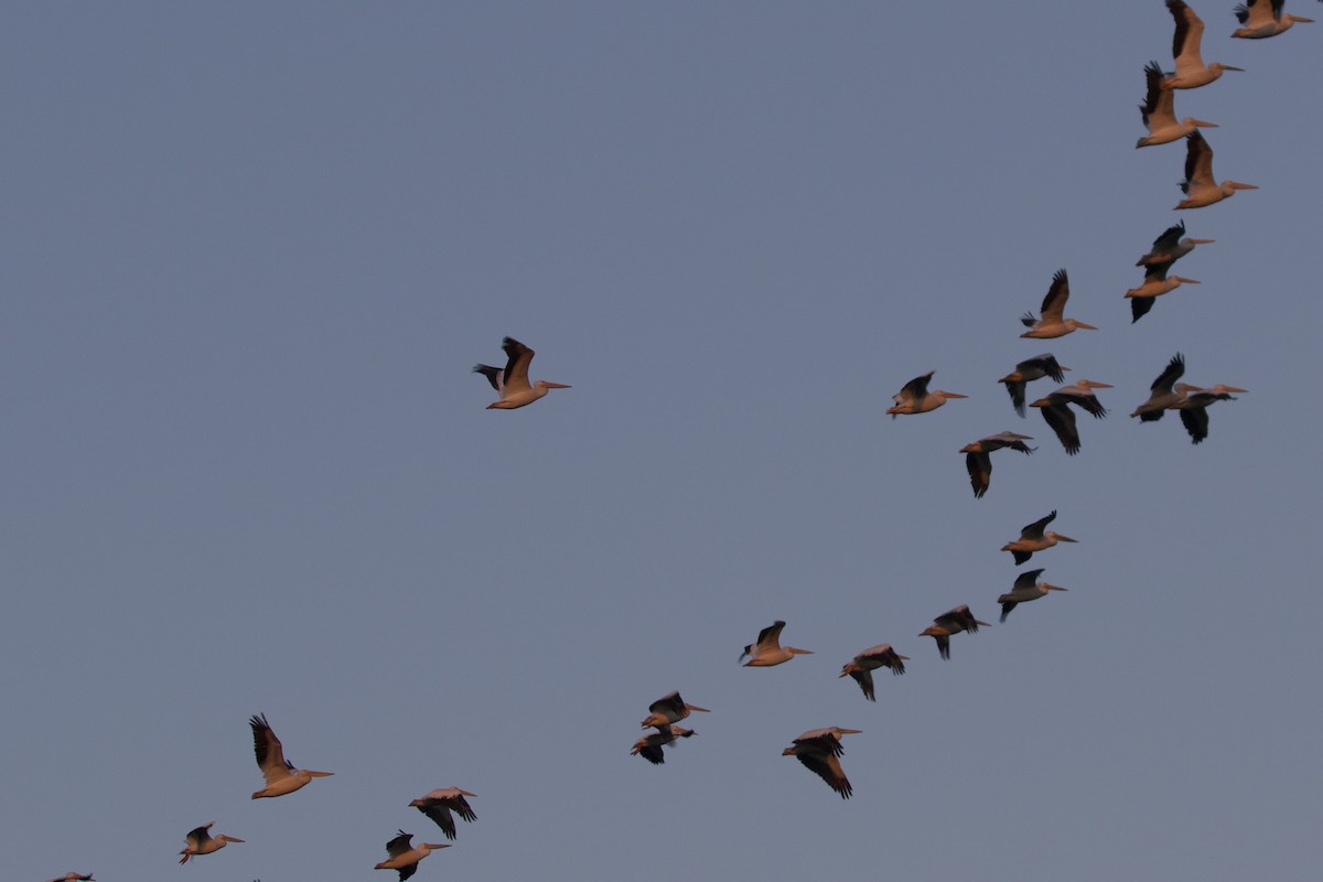 American White Pelican - ML642474068