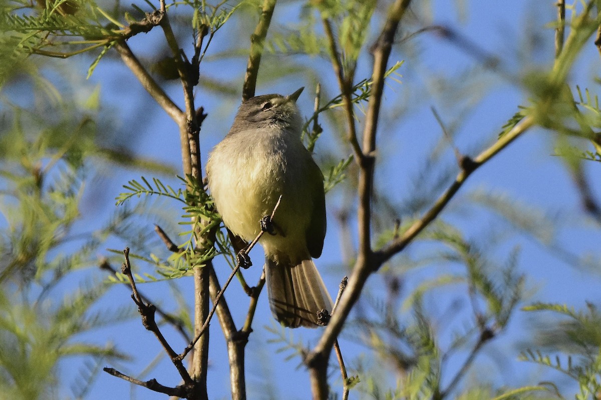 Straneck's Tyrannulet - ML642474070