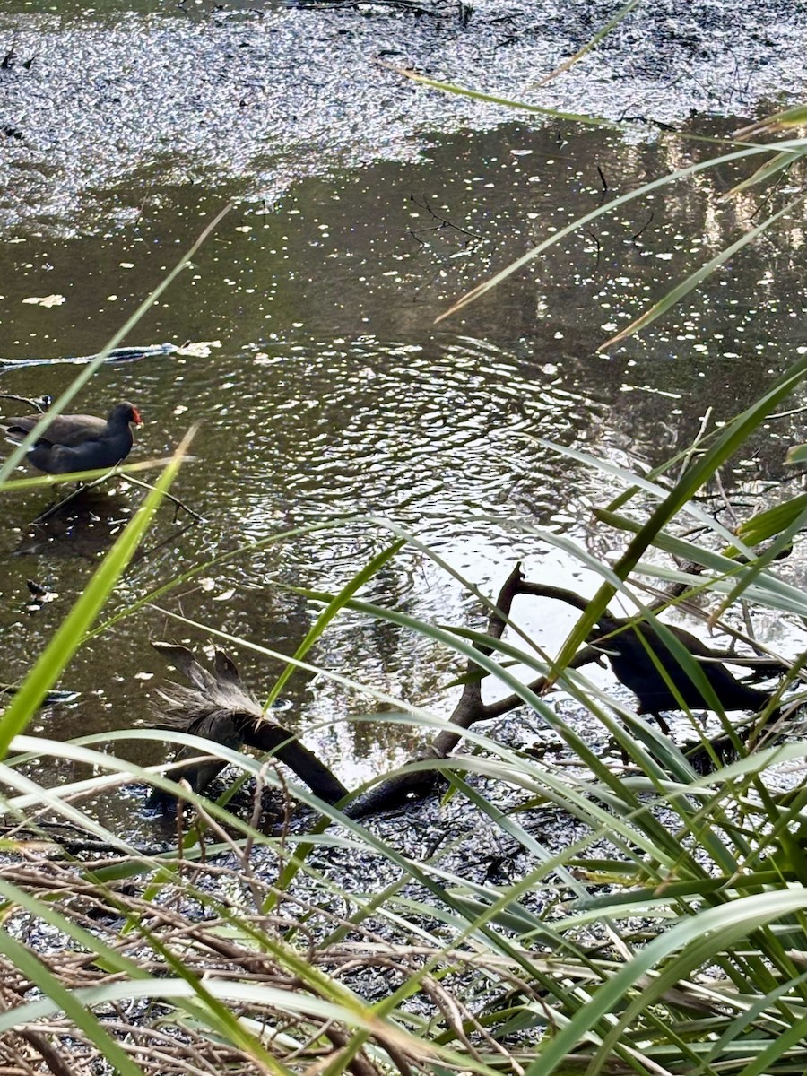Dusky Moorhen - ML642474094