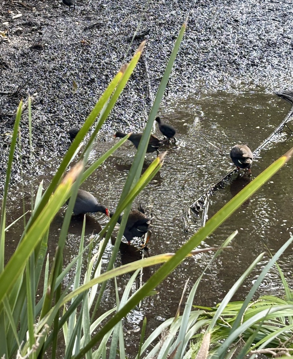 Dusky Moorhen - ML642474095