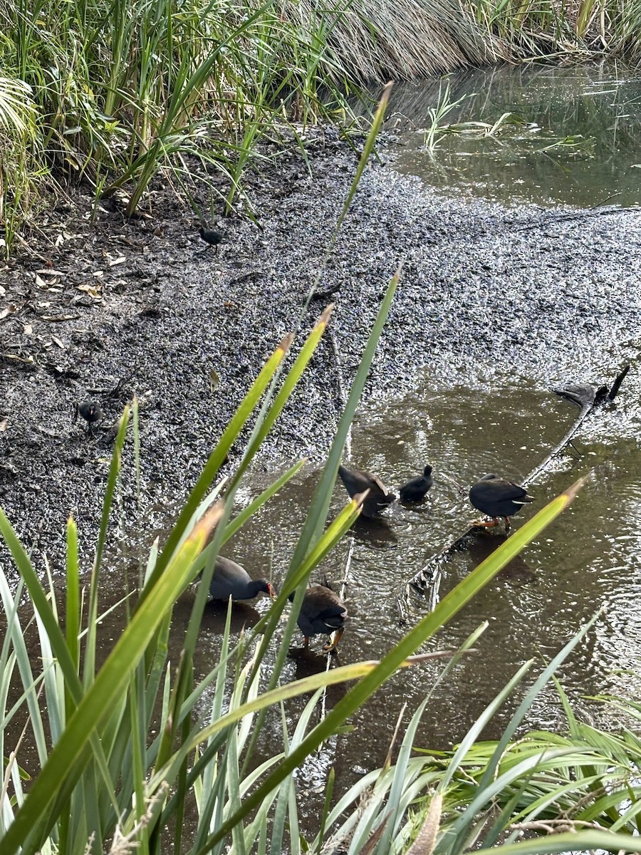 Dusky Moorhen - ML642474096