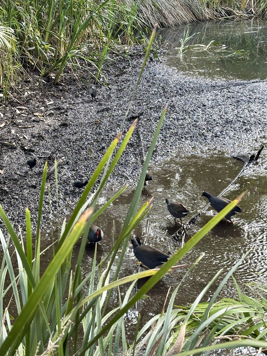 Dusky Moorhen - ML642474097