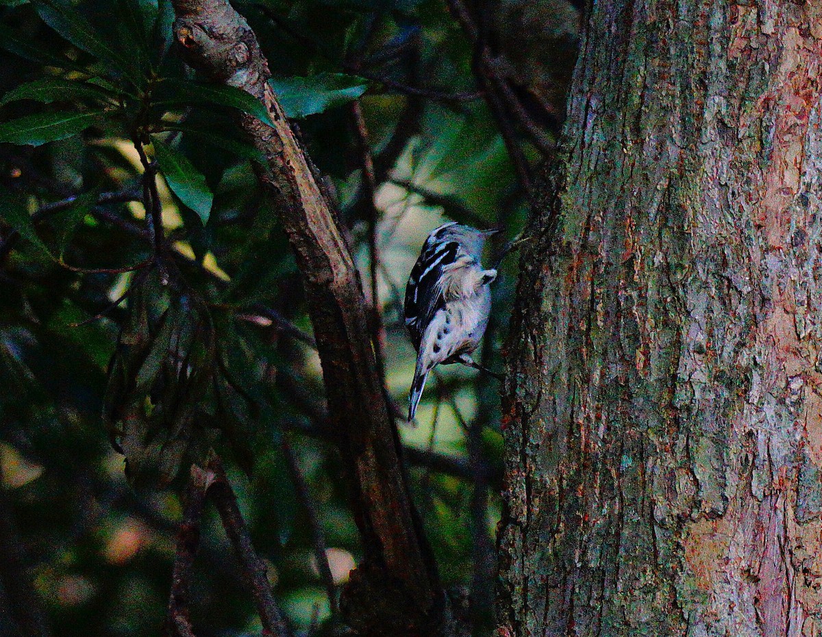 Пісняр строкатий - ML642474101
