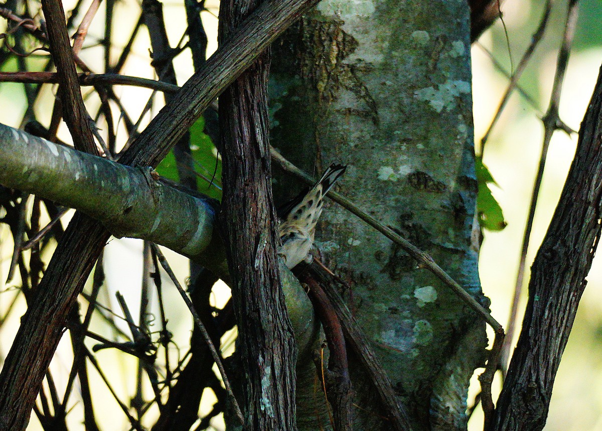 Пісняр строкатий - ML642474102
