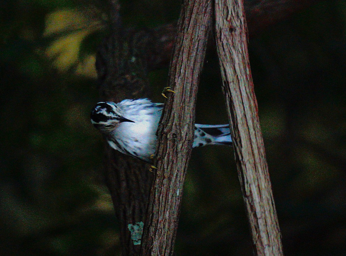 Пісняр строкатий - ML642474103