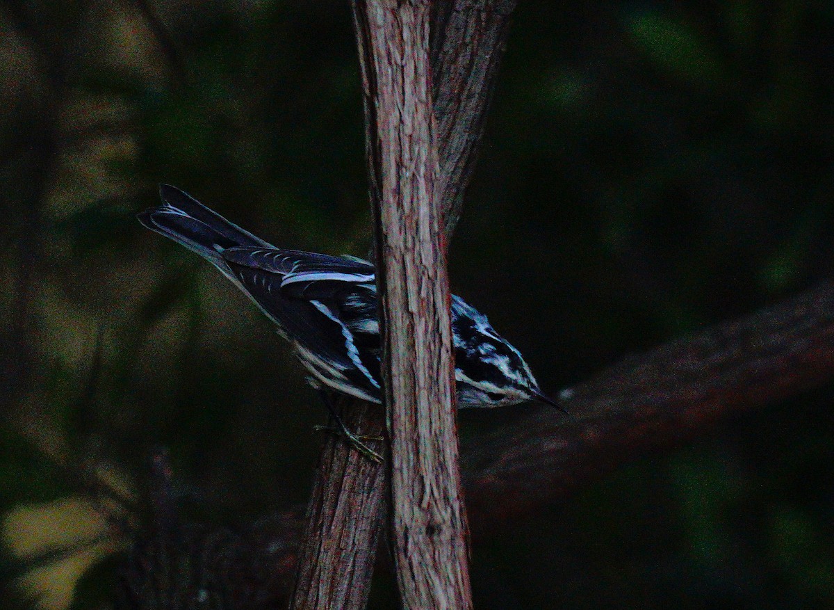 Пісняр строкатий - ML642474104