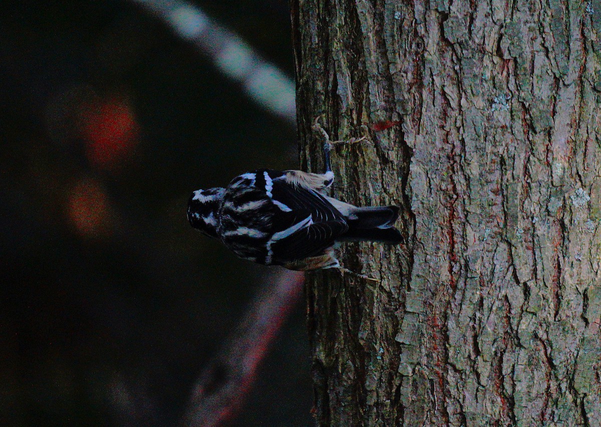 Пісняр строкатий - ML642474105