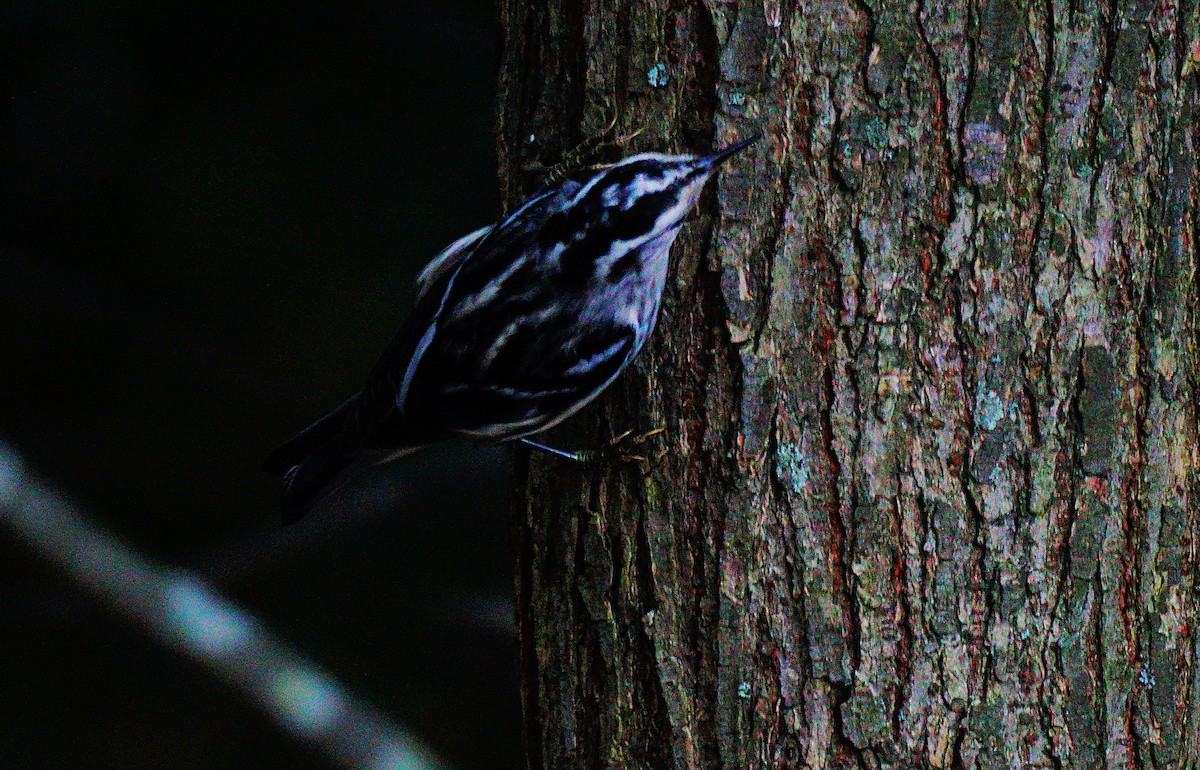 Пісняр строкатий - ML642474106