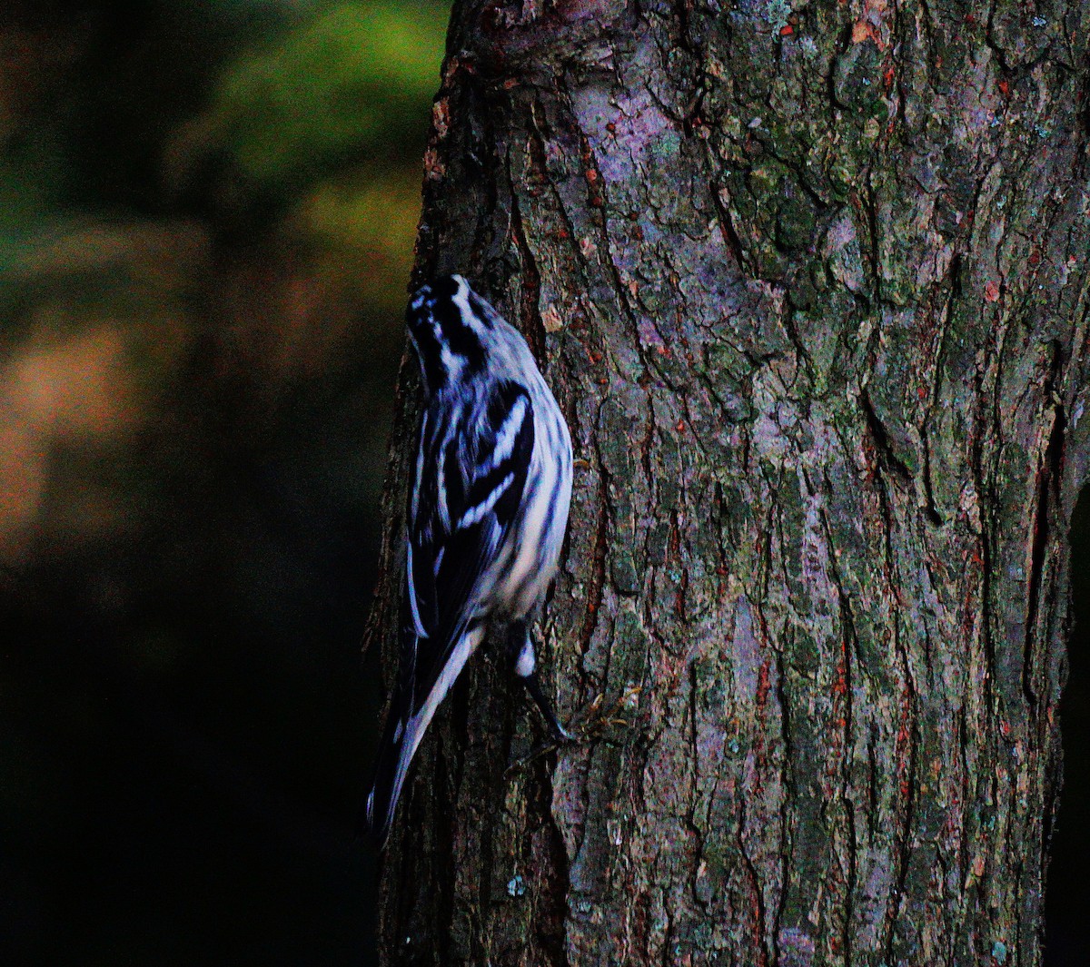 Пісняр строкатий - ML642474107