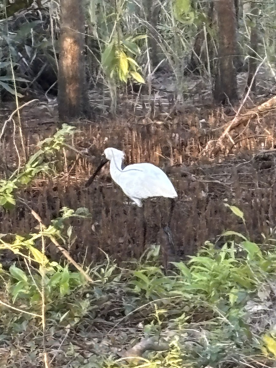 Royal Spoonbill - ML642474111