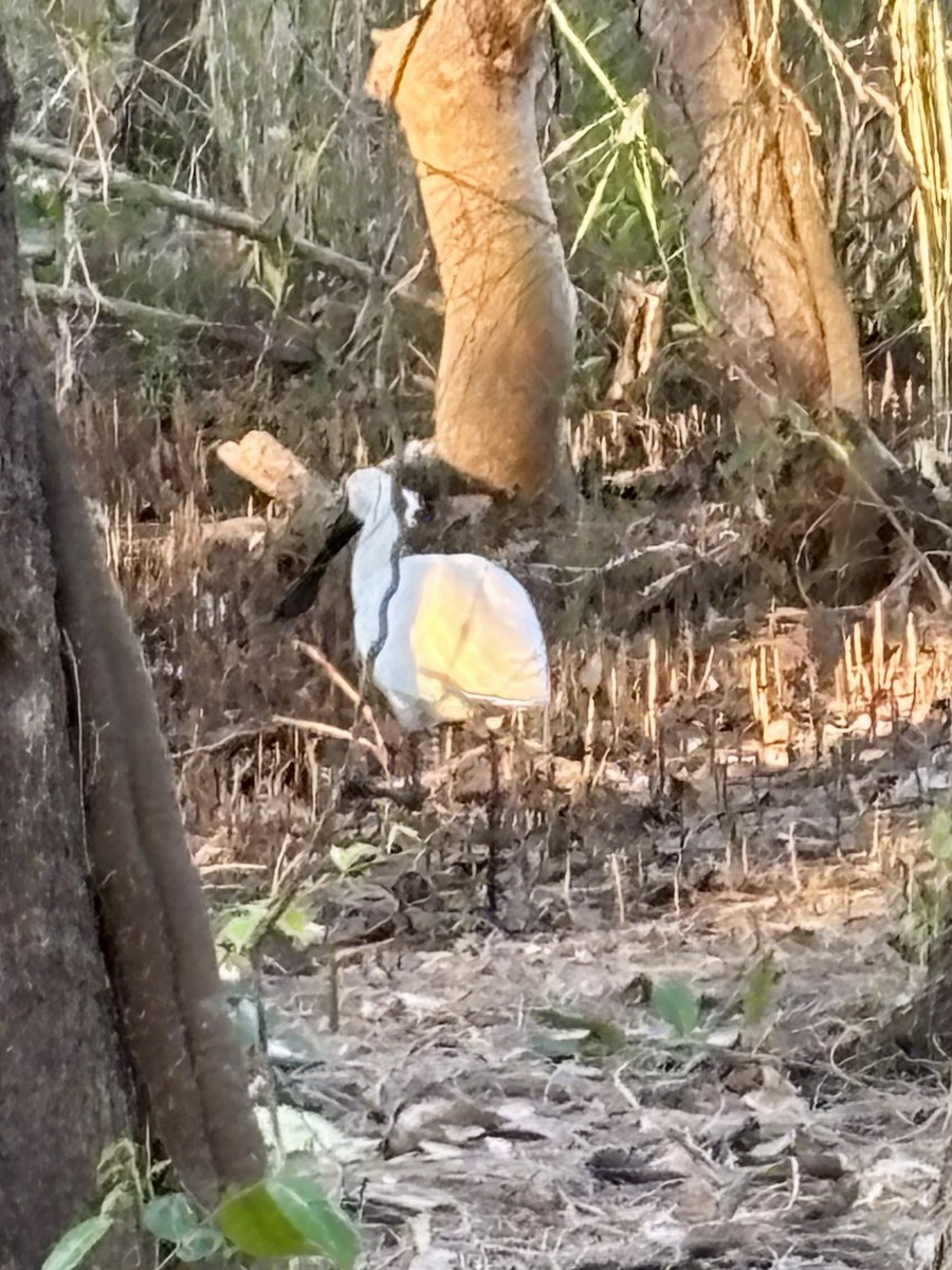 Royal Spoonbill - ML642474112