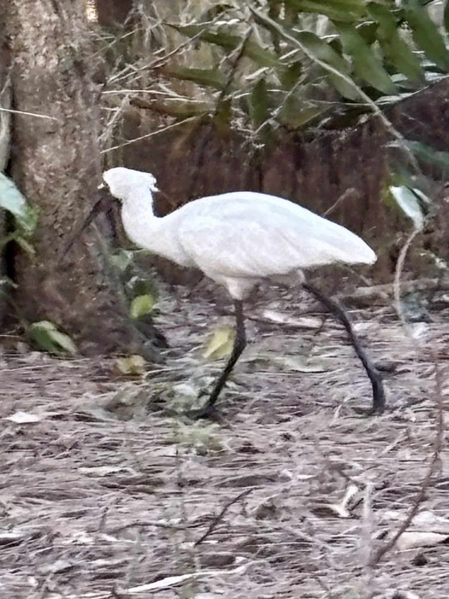 Royal Spoonbill - ML642474113