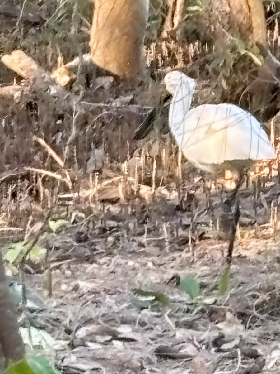 Royal Spoonbill - ML642474114