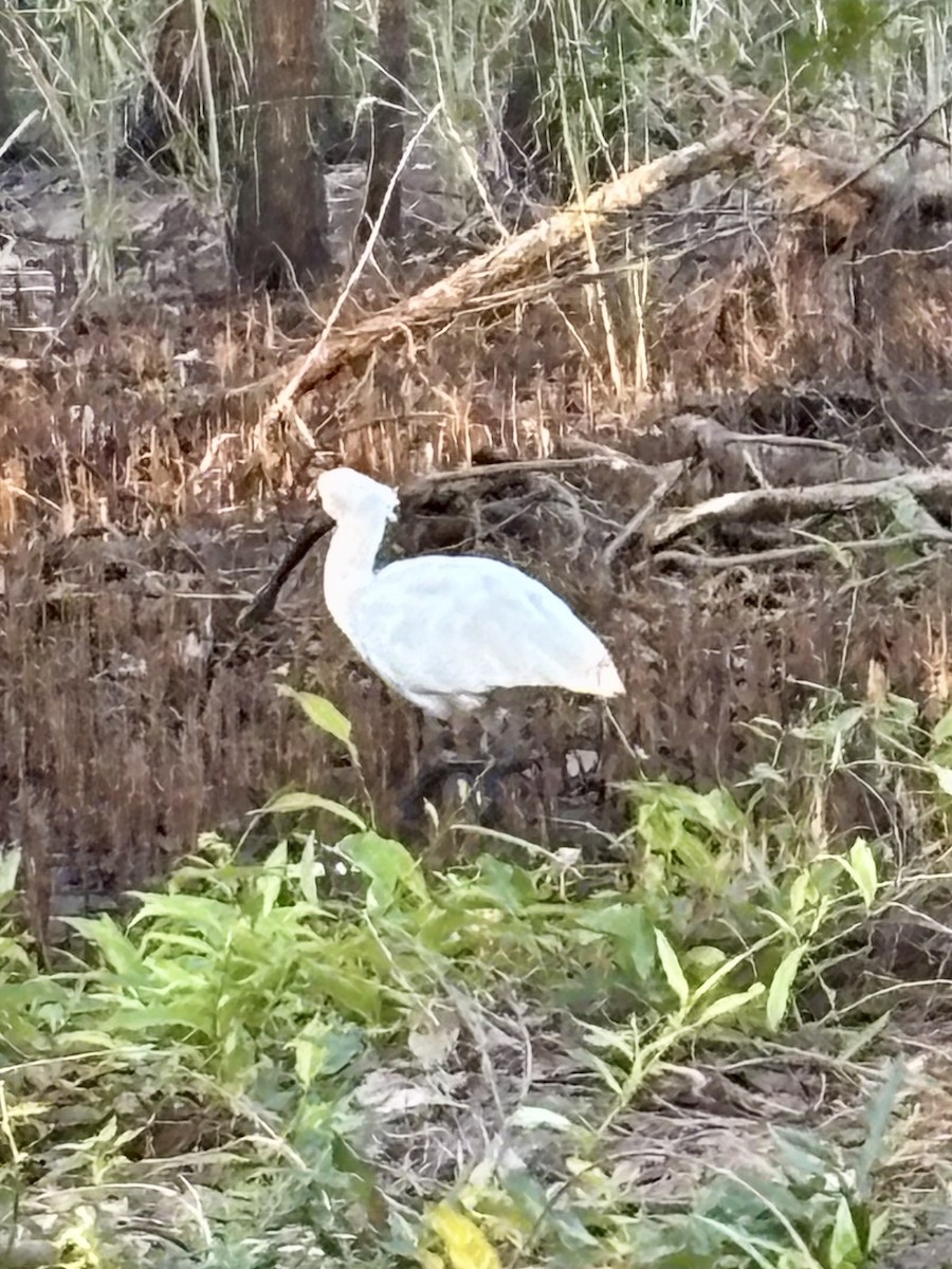 Royal Spoonbill - ML642474115