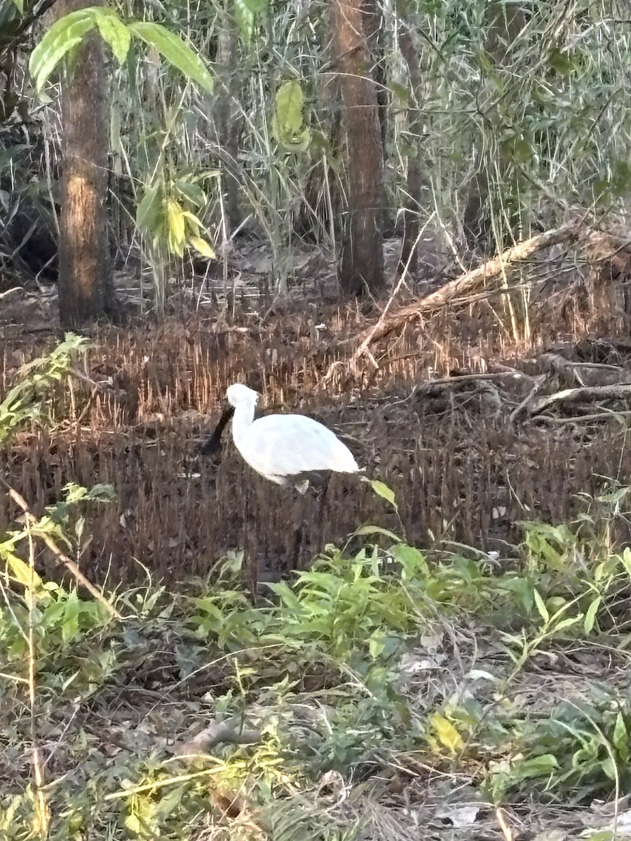 Royal Spoonbill - ML642474116