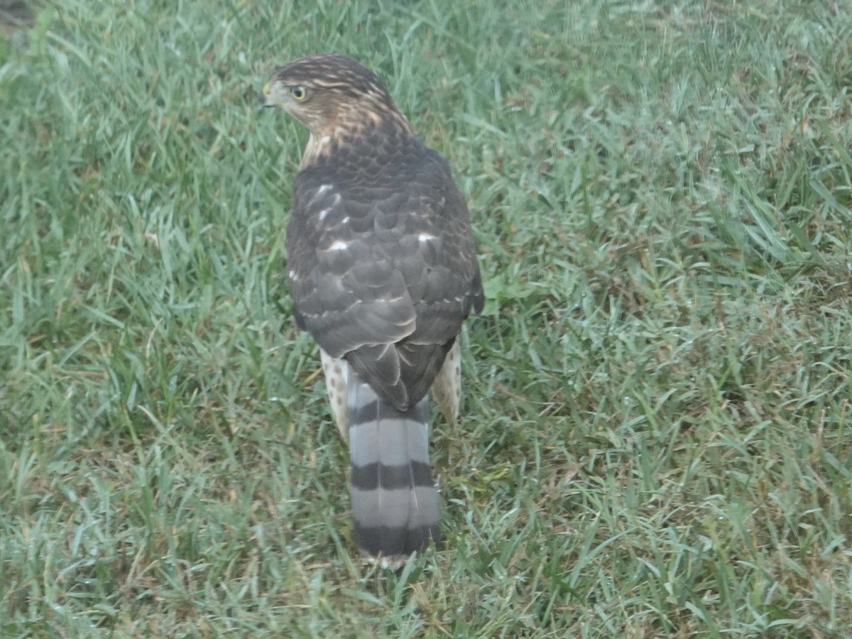 Cooper's Hawk - ML642474122