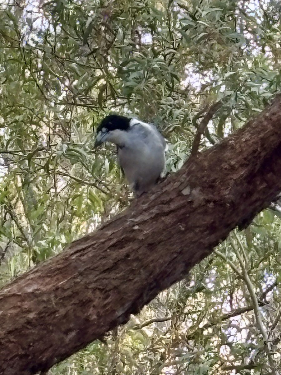 Gray Butcherbird - ML642474130
