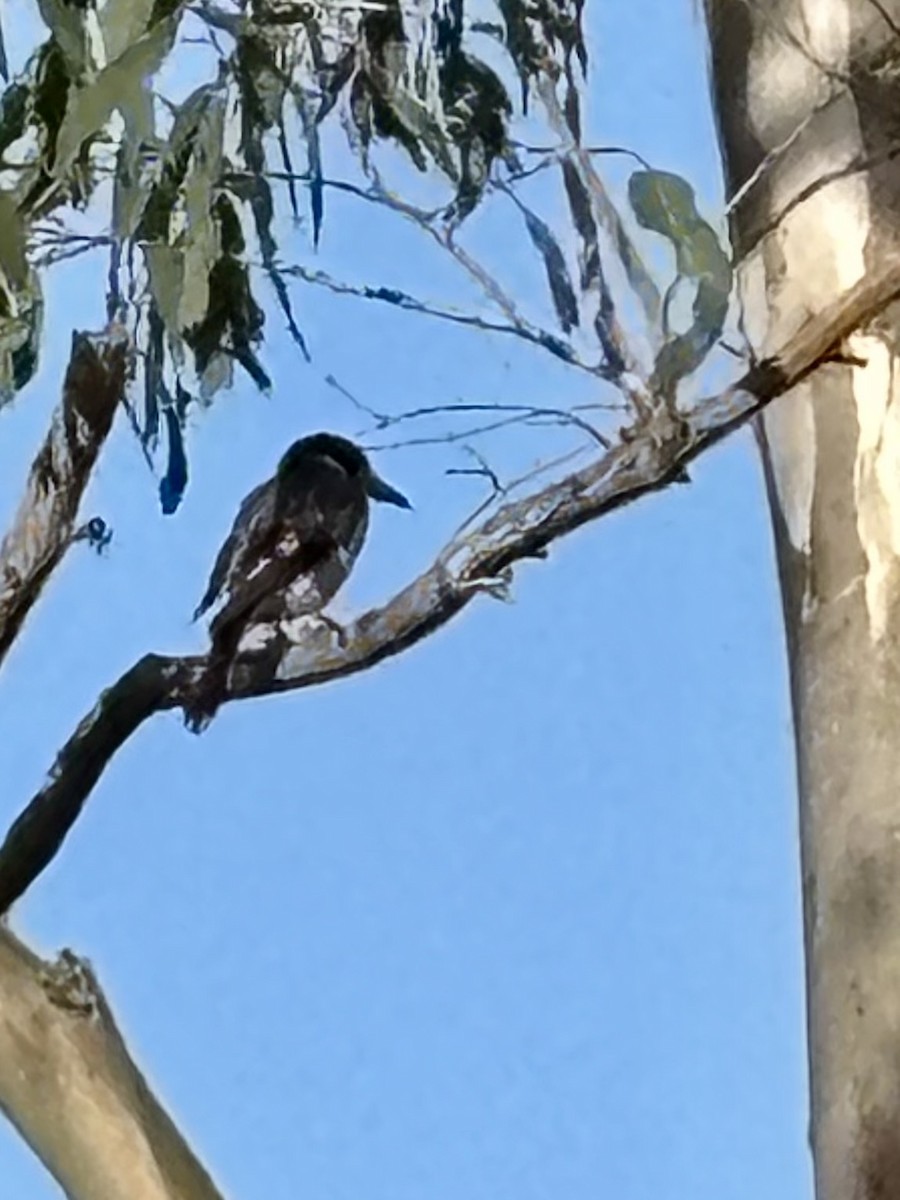 Gray Butcherbird - ML642474131