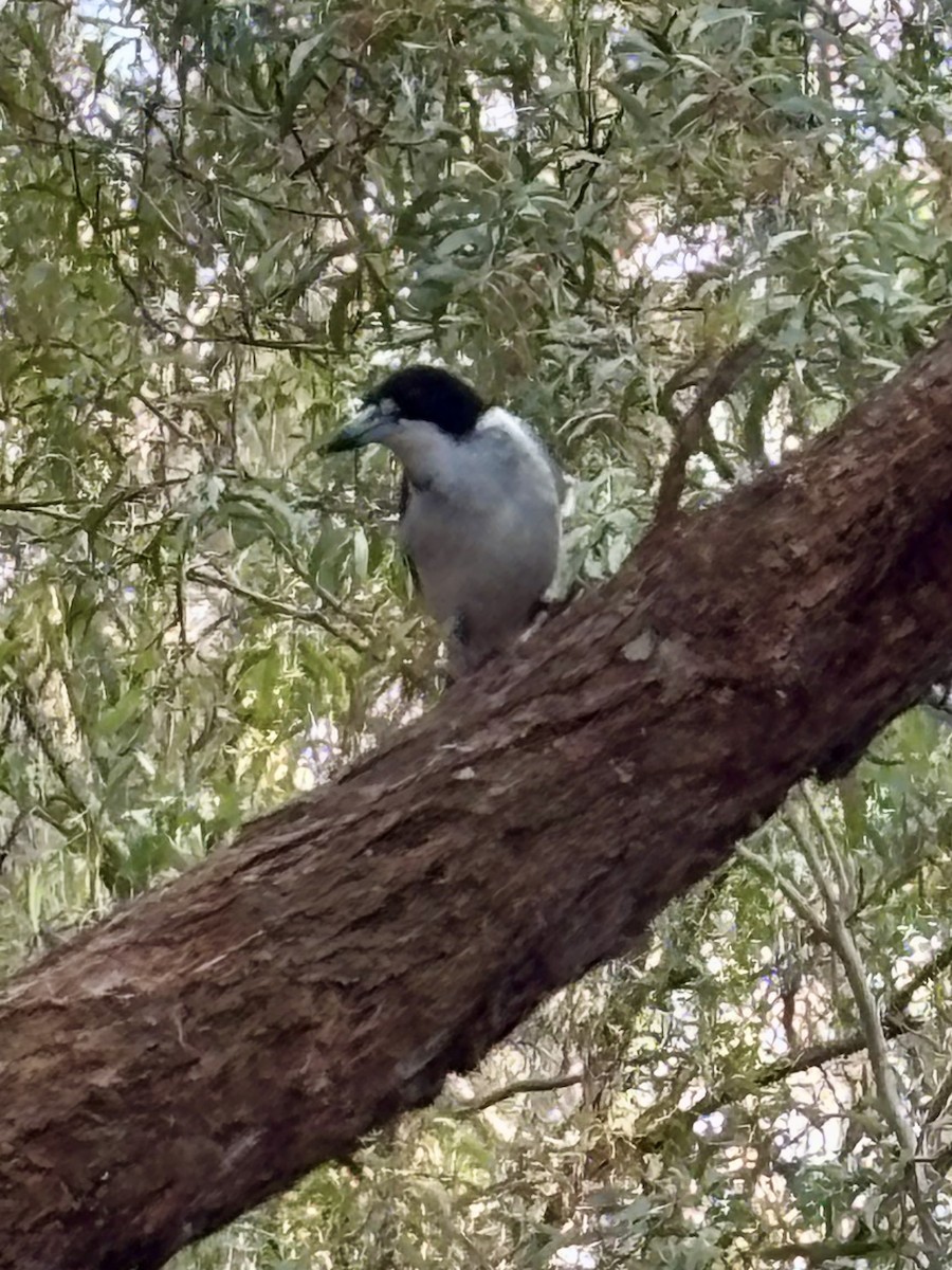Gray Butcherbird - ML642474132