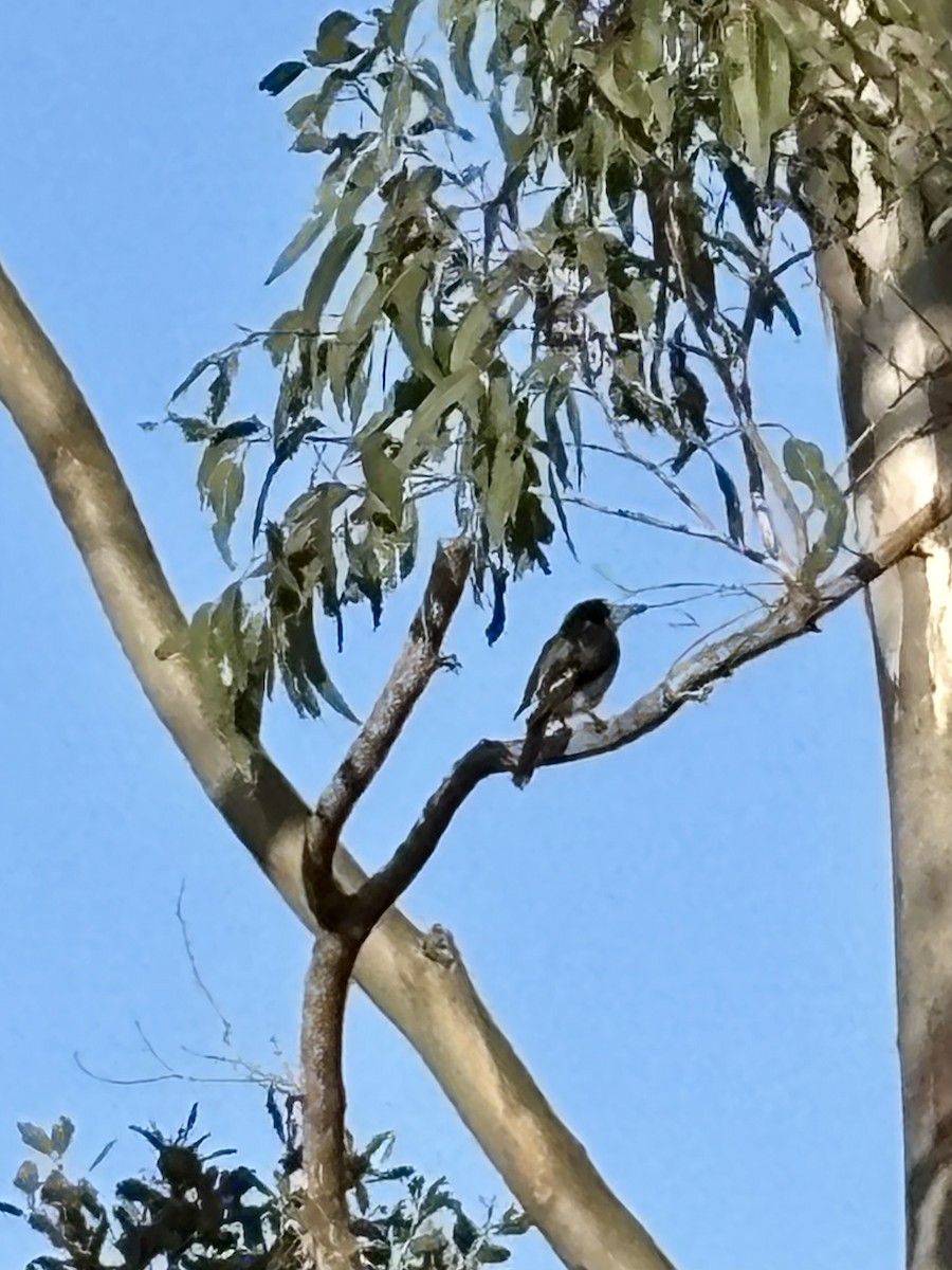Gray Butcherbird - ML642474133