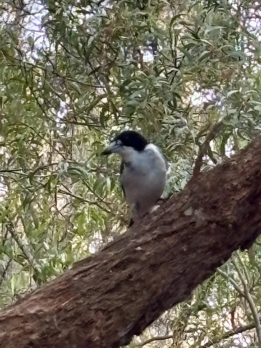 Gray Butcherbird - ML642474134