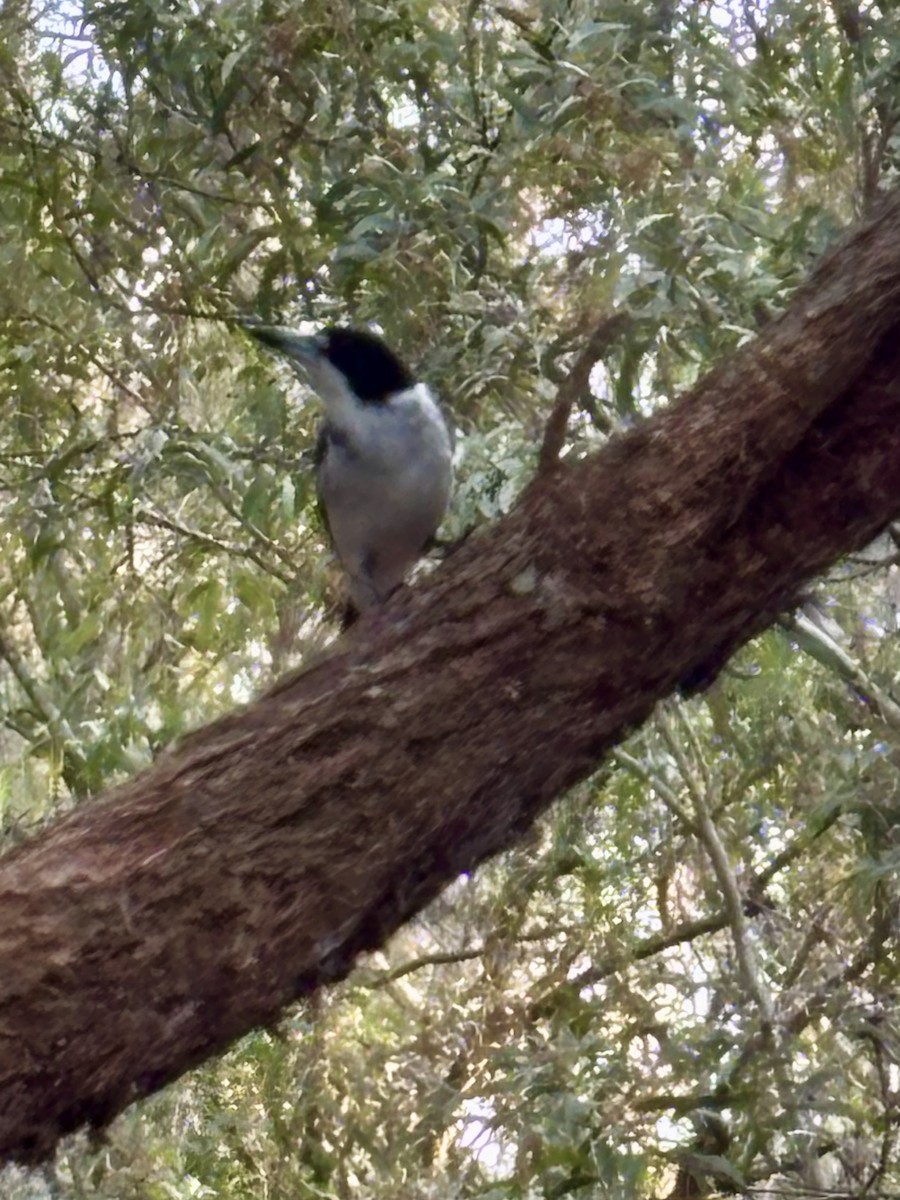 Gray Butcherbird - ML642474135
