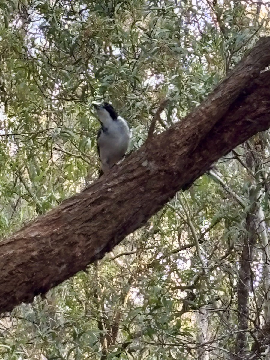 Gray Butcherbird - ML642474136