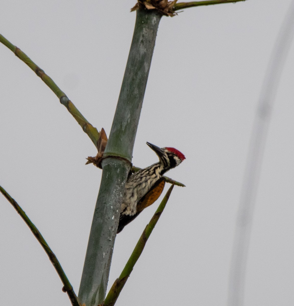 White-naped Woodpecker - ML642474144