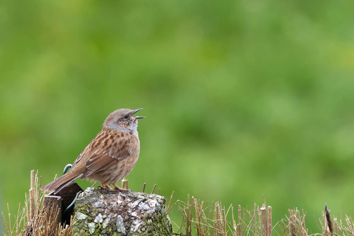 Dunnock - ML642474145