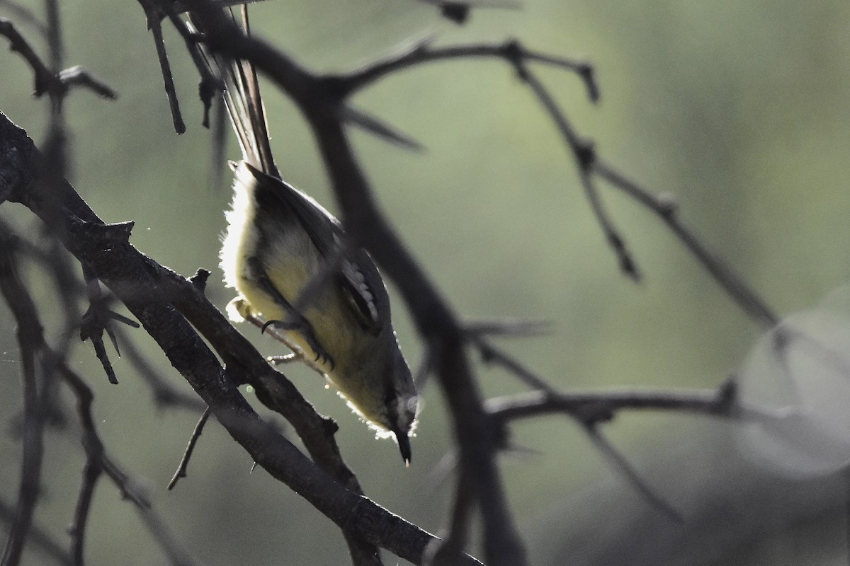 Greater Wagtail-Tyrant - ML642474146
