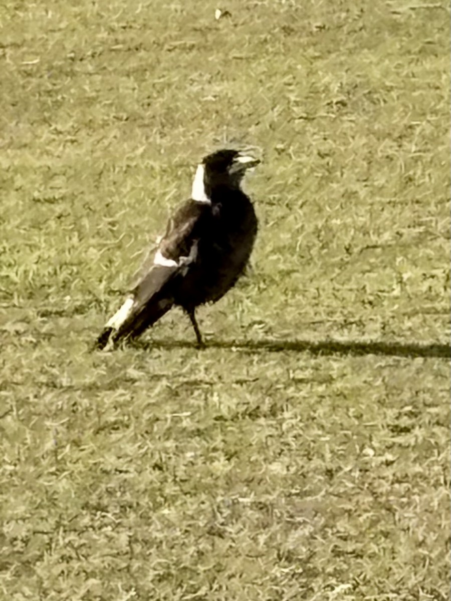 Australian Magpie - ML642474147