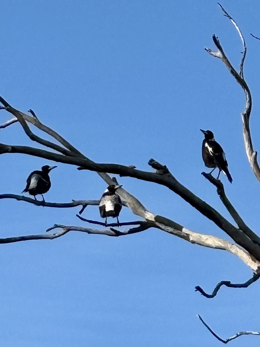 Australian Magpie - ML642474148