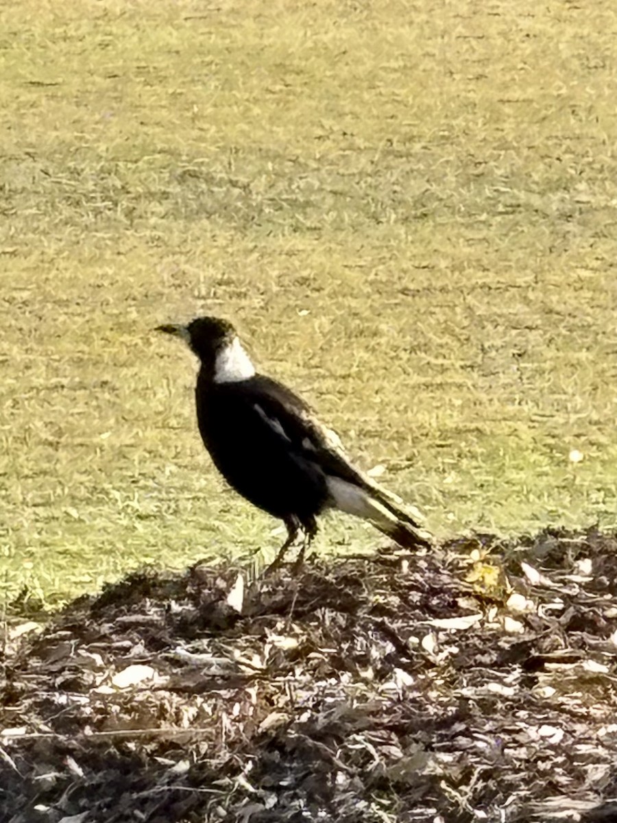 Australian Magpie - ML642474150