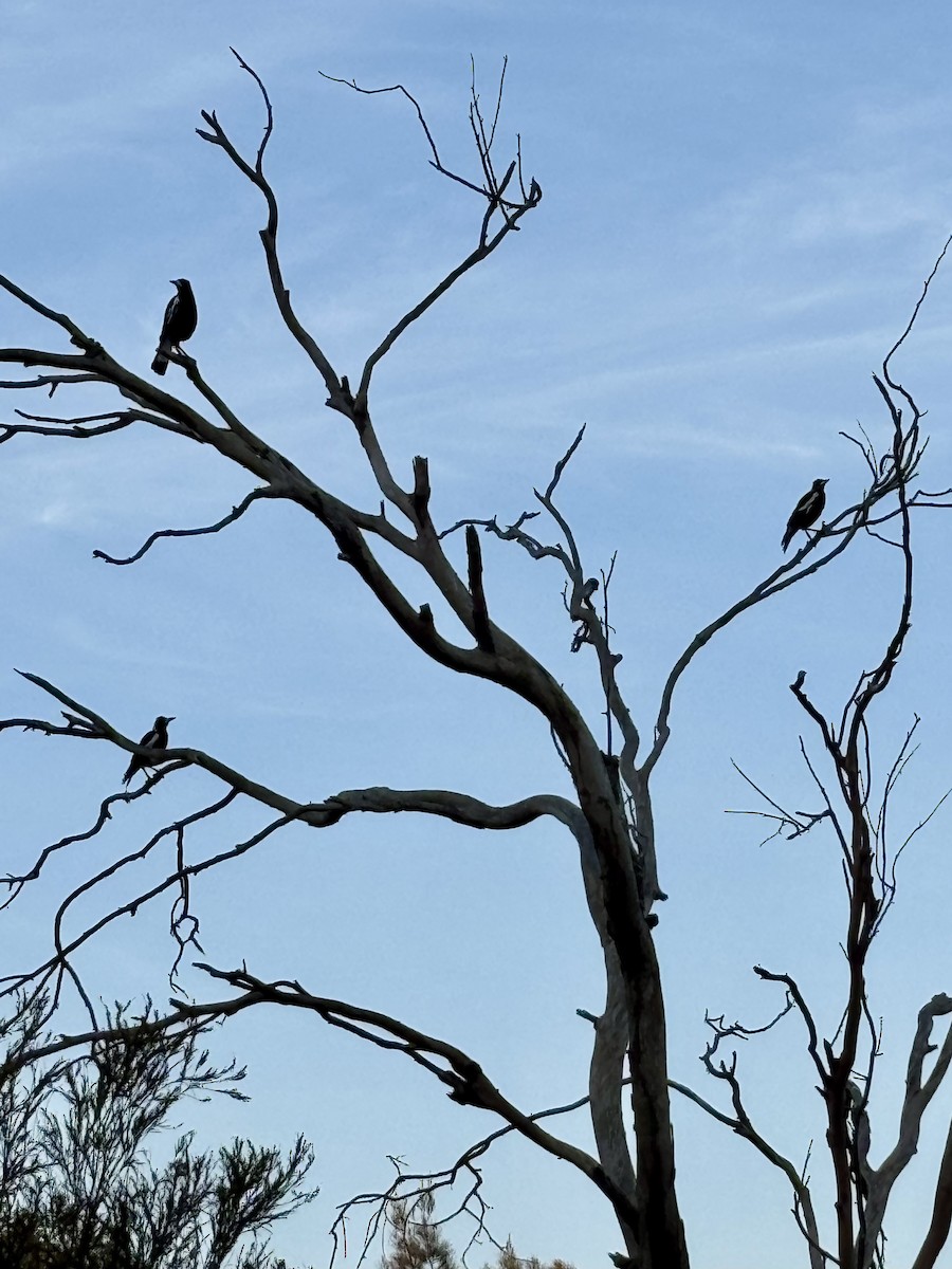 Australian Magpie - ML642474151