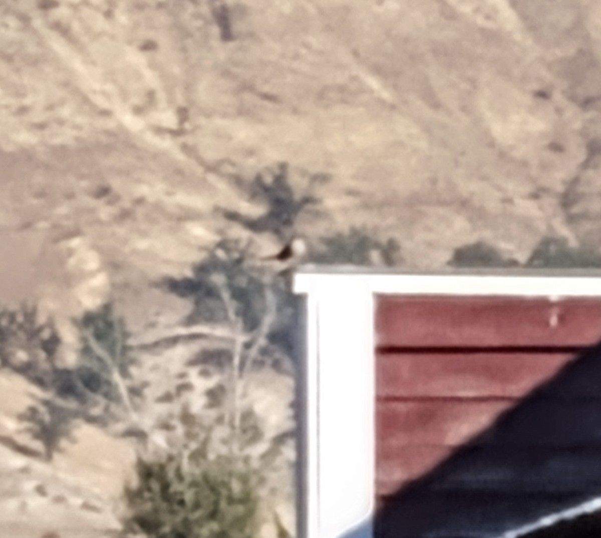 Say's Phoebe - ML642474158