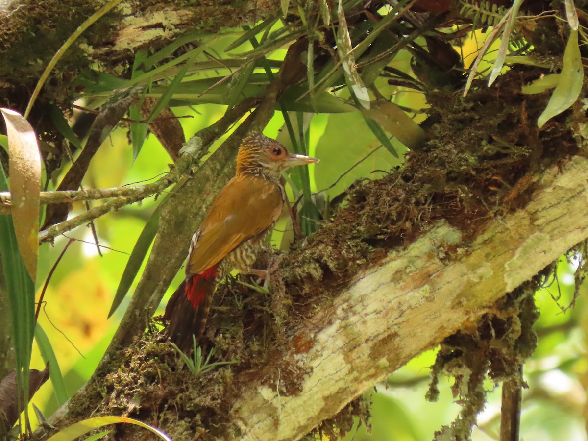Red-rumped Woodpecker - ML642474161