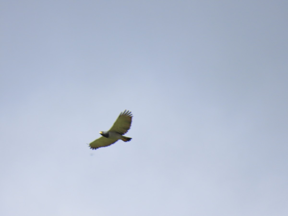 Barred Hawk - ML642474167