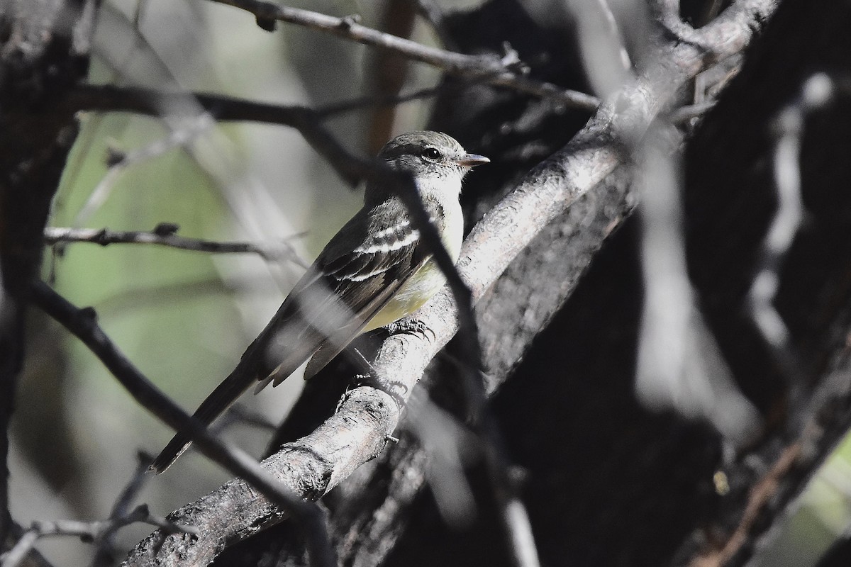 Southern Scrub-Flycatcher - ML642474177